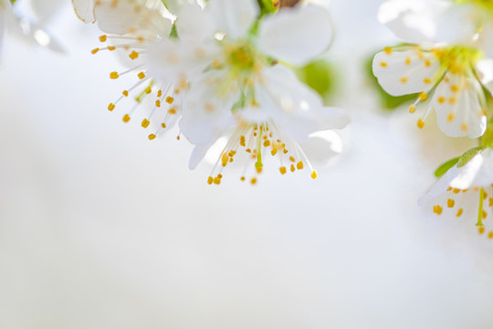 梨花