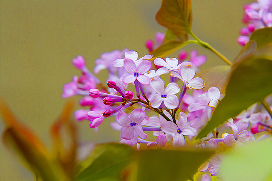 丁香花