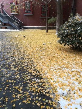 秋天落葉紅墻