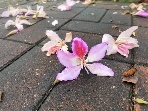 紫荊花特寫