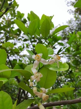白色檸檬花