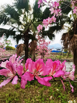 洋紫荊花