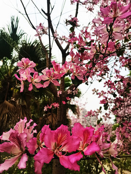 洋紫荊花