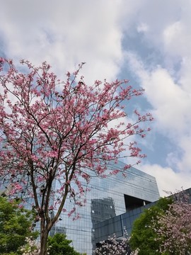 洋紫荊花藍(lán)天白云