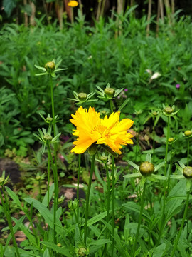 金雞菊