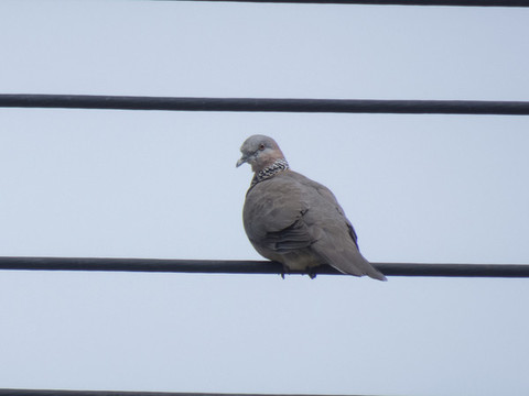 珠頸斑鳩