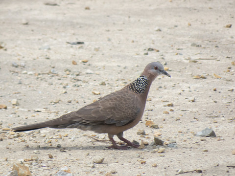 珠頸斑鳩