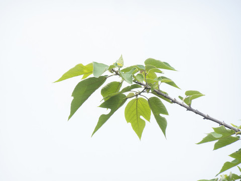 樹枝樹葉