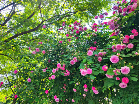 月季花