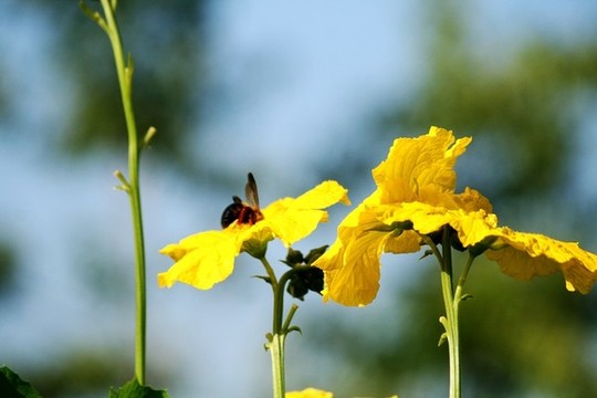 絲瓜花