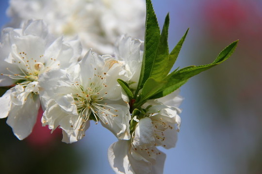 桃花