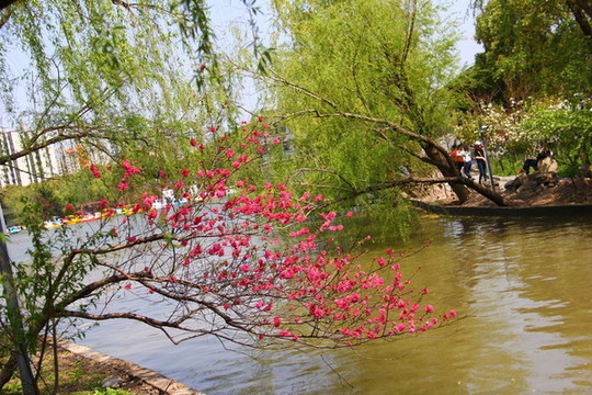桃花