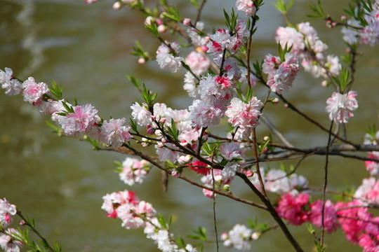 桃花