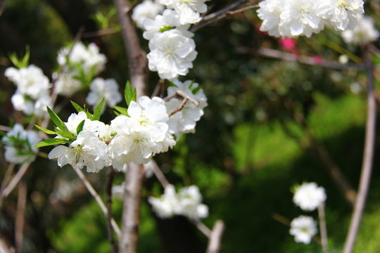 桃花