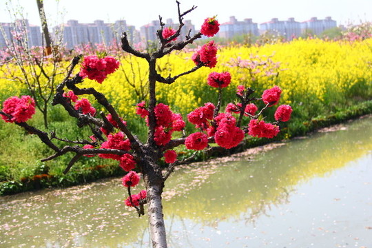 桃花