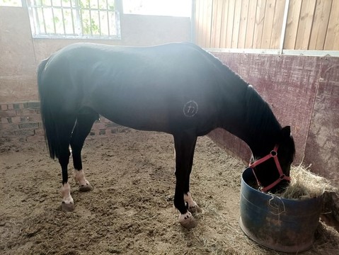 馬