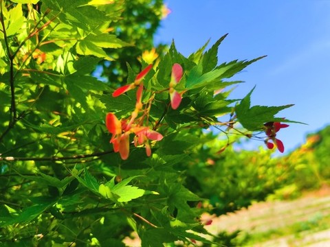 楓樹