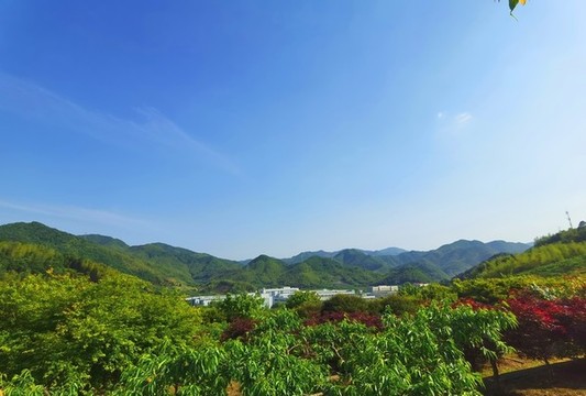 楓樹(shù)