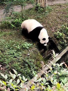 熊貓