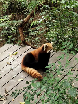 小熊貓