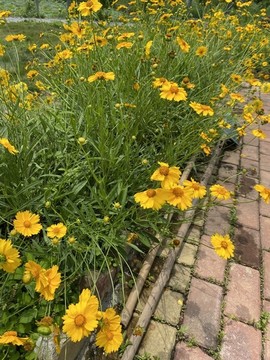 黃色小菊花