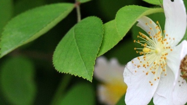 薔薇
