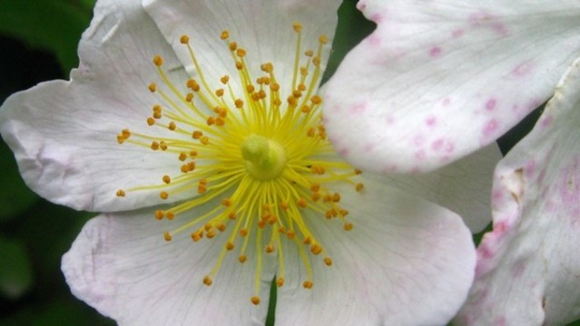 薔薇