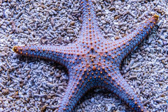 海水中的海星