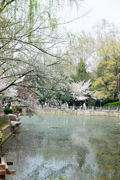 櫻花河道
