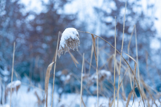 有雪的蘆葦