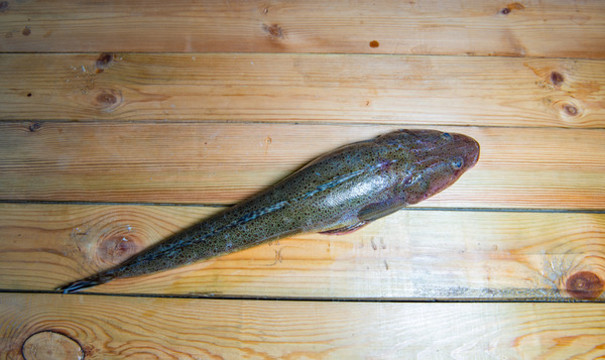 尖頭魚