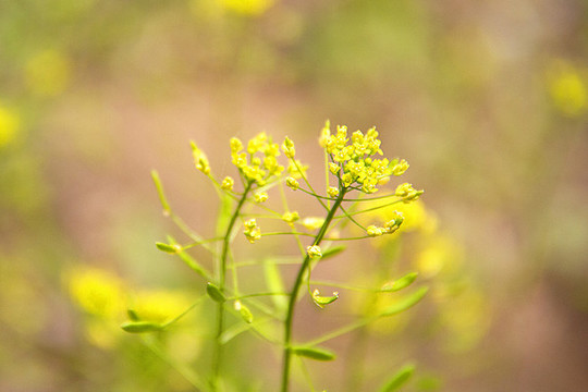 黃色野花葶藶