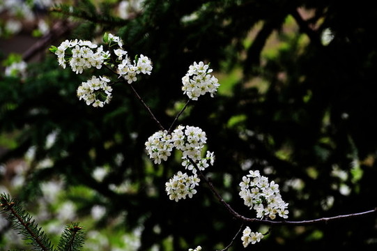 花卉