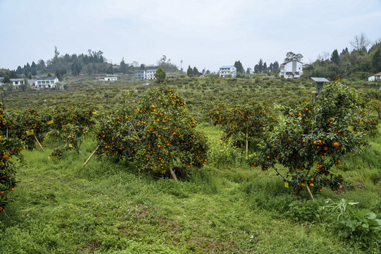 沃柑果園