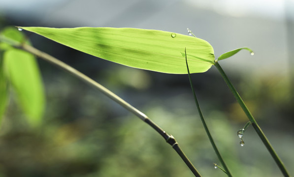 竹枝