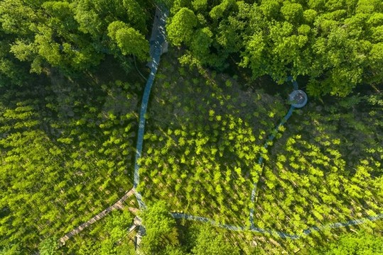 枝繁葉茂始立夏
