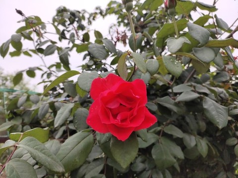 月季花特寫