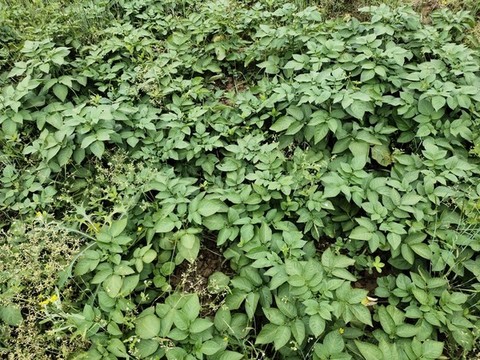 土豆種植