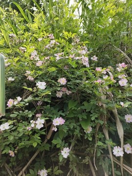 粉色薔薇花