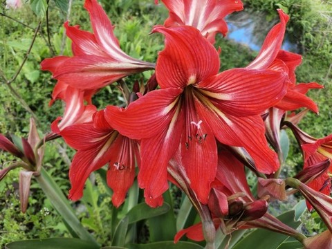 柱頂紅