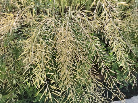 油菜莢