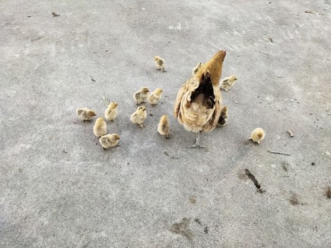 母雞與小雞