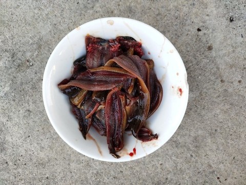 膳魚