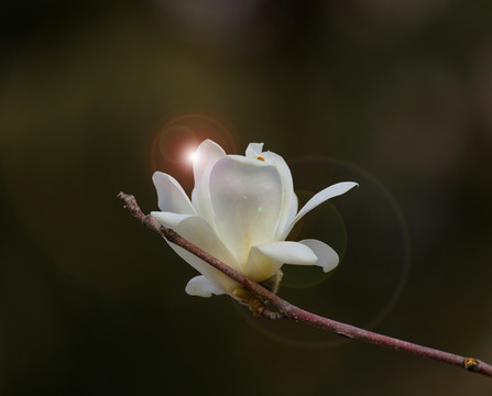 玉蘭花