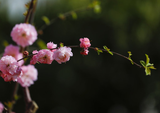 迎春花