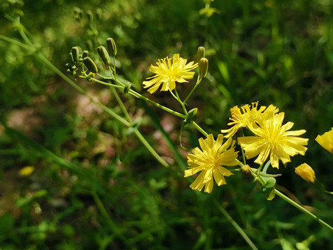 小黃花