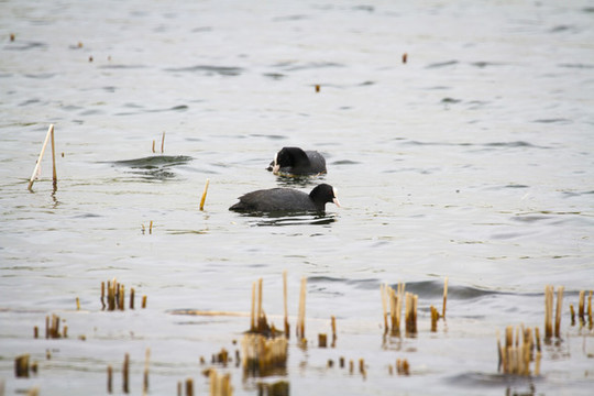 水鳥戲水