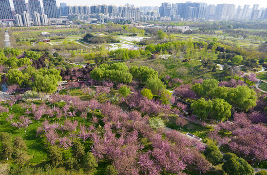 櫻花園