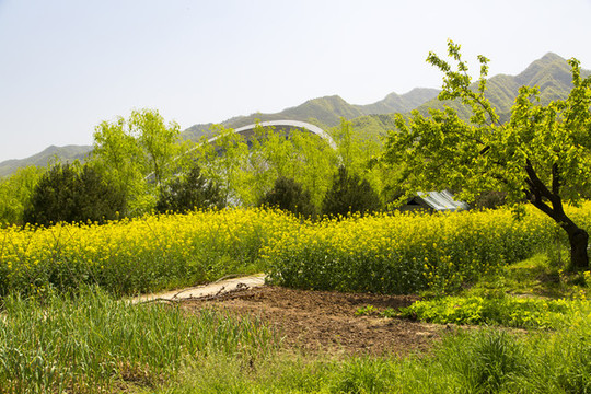 秦嶺山