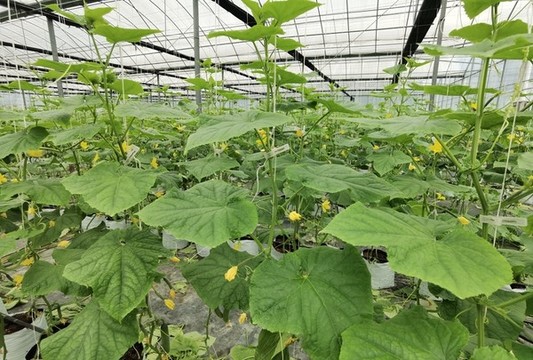 延平黃瓜種植基地
